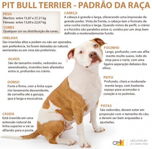 Padrão da raça Pit Bull Terrier Padrão da raça Pit Bull Terrier